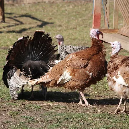 Hajducka Cesma Dubovsko