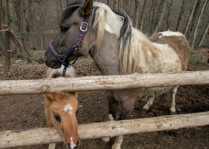 Hajducka Cesma * Dubovsko